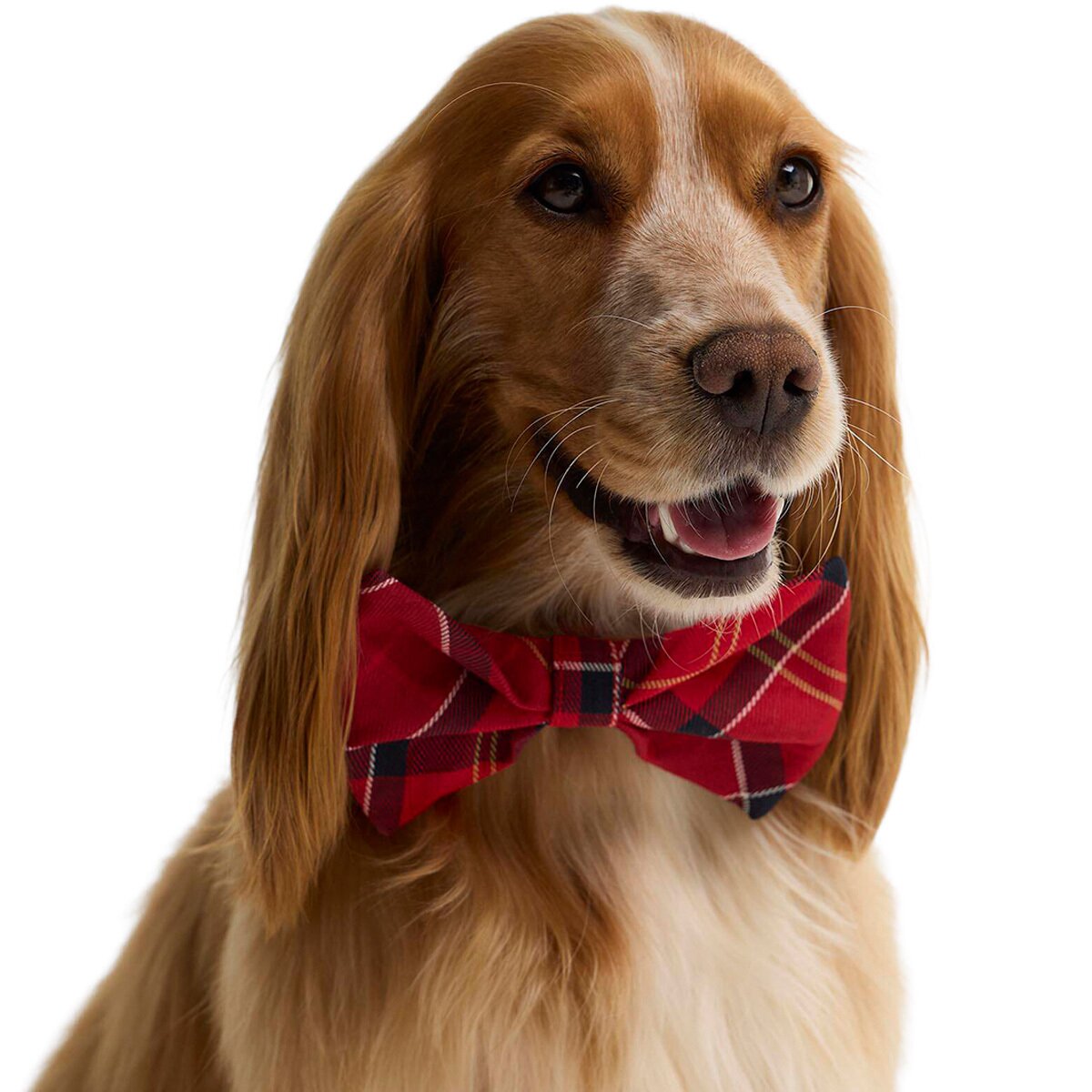 Image of Barbour Tartan Dog Bow Tie Cardinal Tartan, One Size