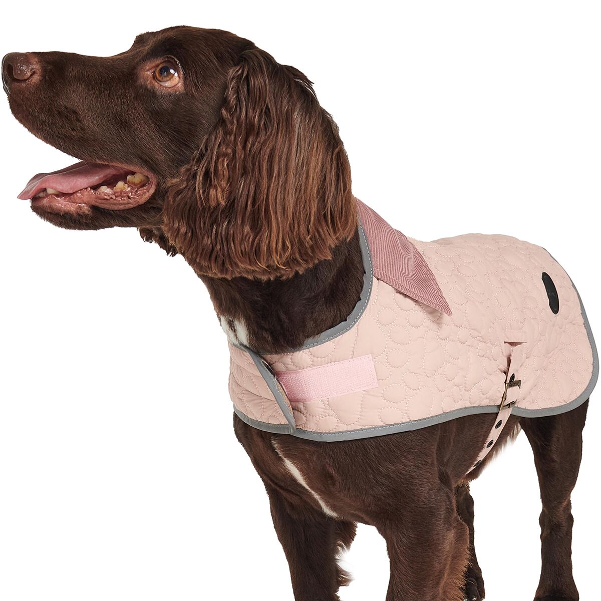 Barbour Paw Quilt Dog Coat Big Apple Buddy