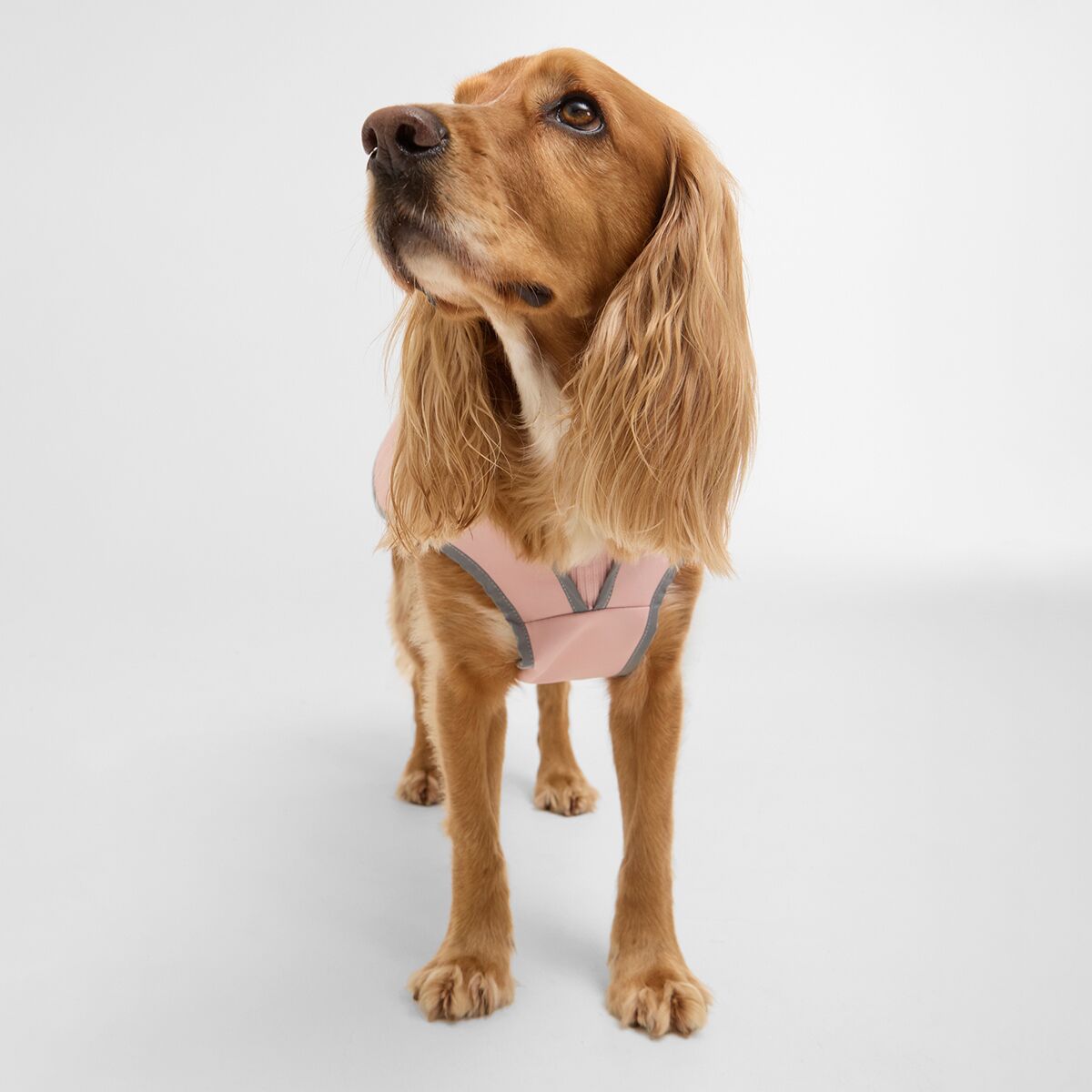 Barbour Evie Waterproof Dog Coat - Hike & Camp