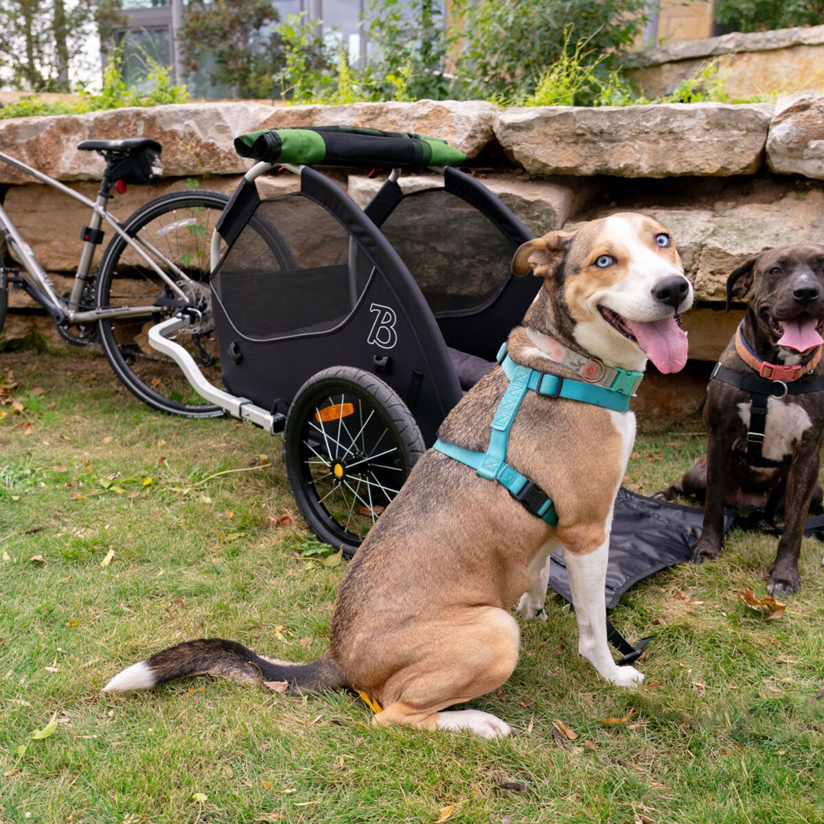 Burley Tail Wagon® Pet Bike Trailer For Dogs Tail Wagonu00ae Pet