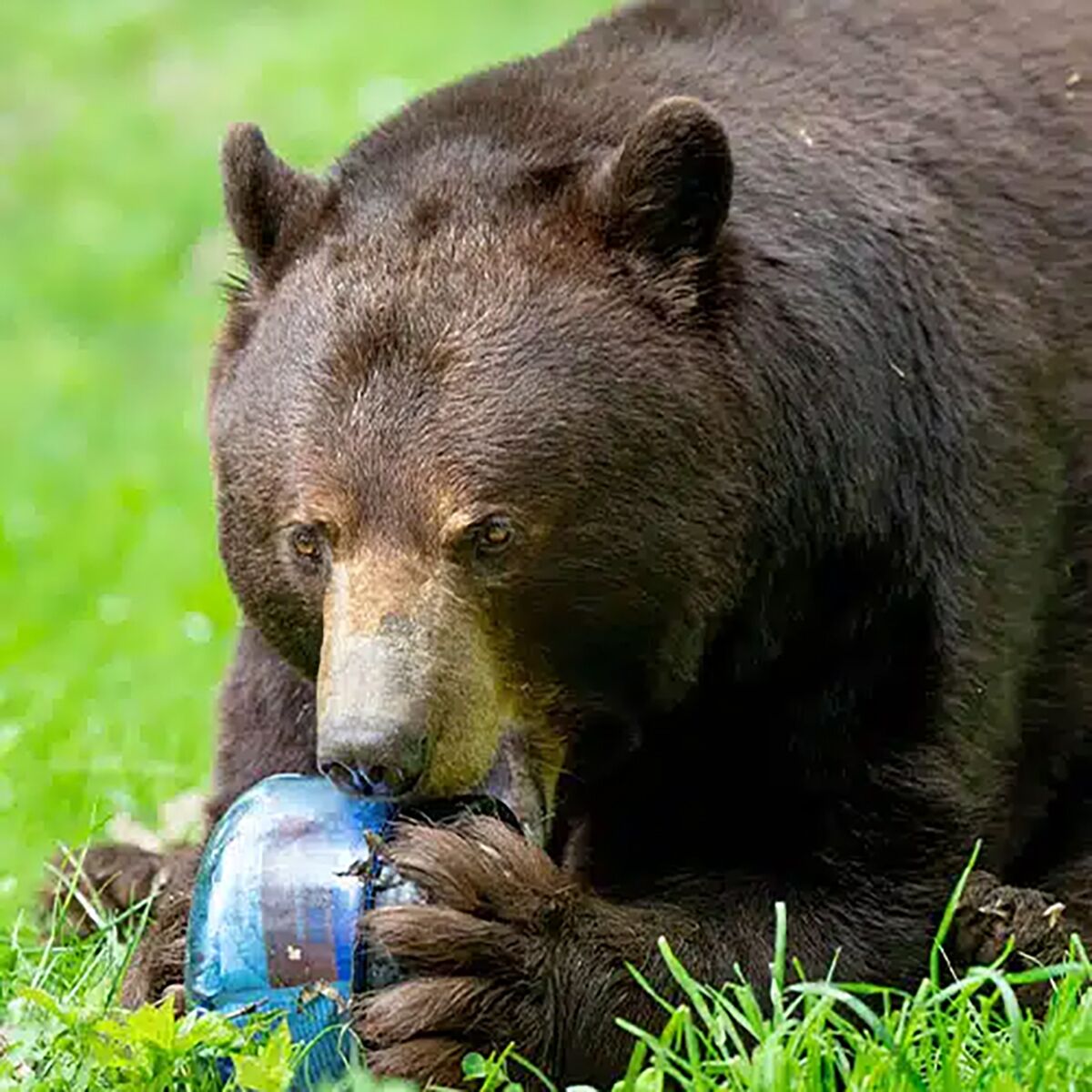 Bear Vault BV425-Sprint Bear Resistant Food Canister - Hike