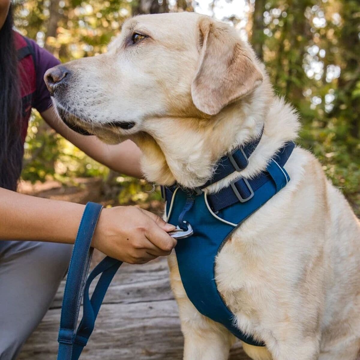 Transparentemente Excesivo Moviente Ruffwear Front Range Harness - Hike & Camp